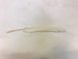 Swan Feather