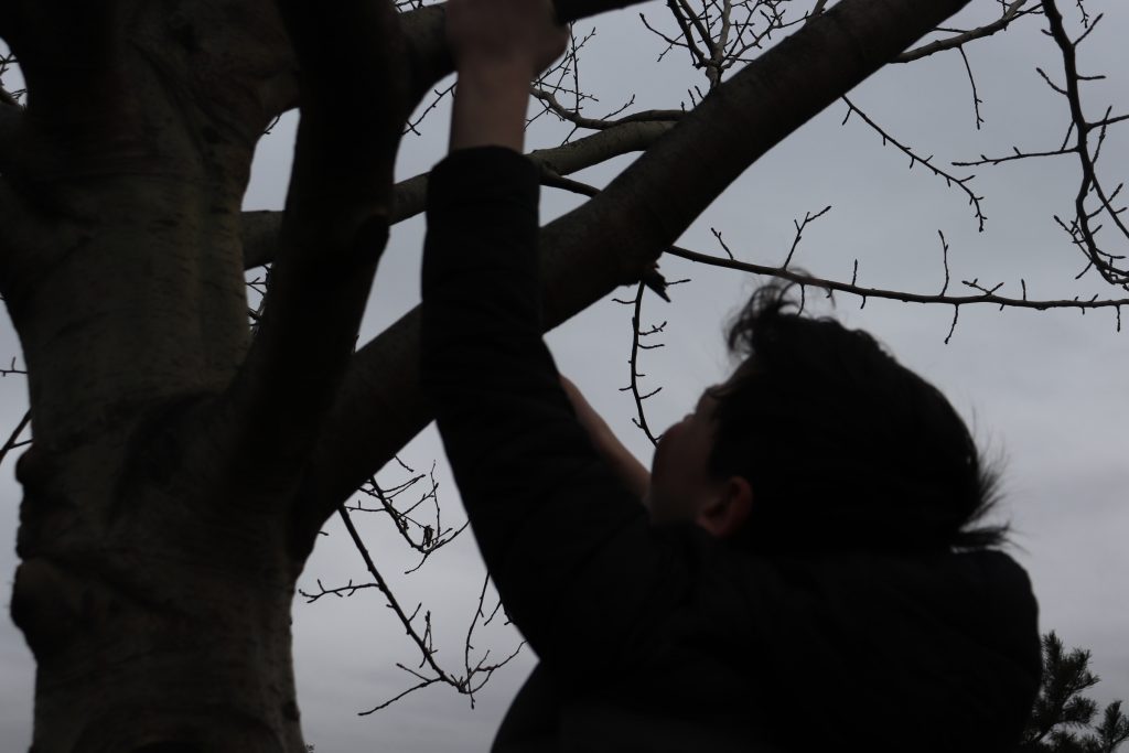 Silhouette of a person reaching into a tree